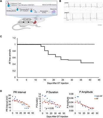 A novel murine model of atrial fibrillation by diphtheria toxin-induced injury